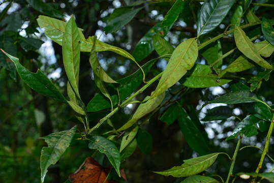 Слика од Lithocarpus brevicaudatus (Skan) Hayata