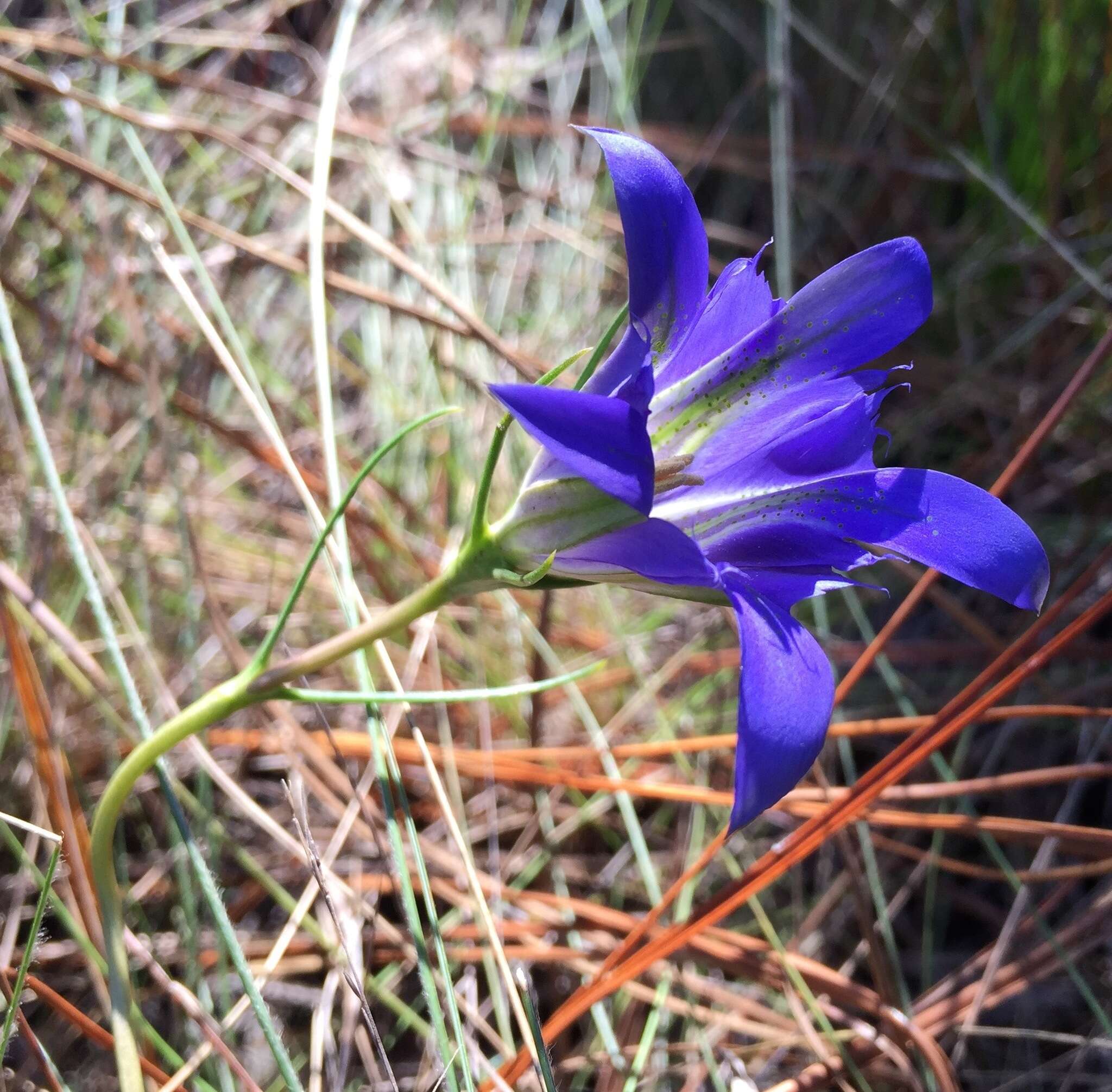 Image de Gentiana autumnalis L.