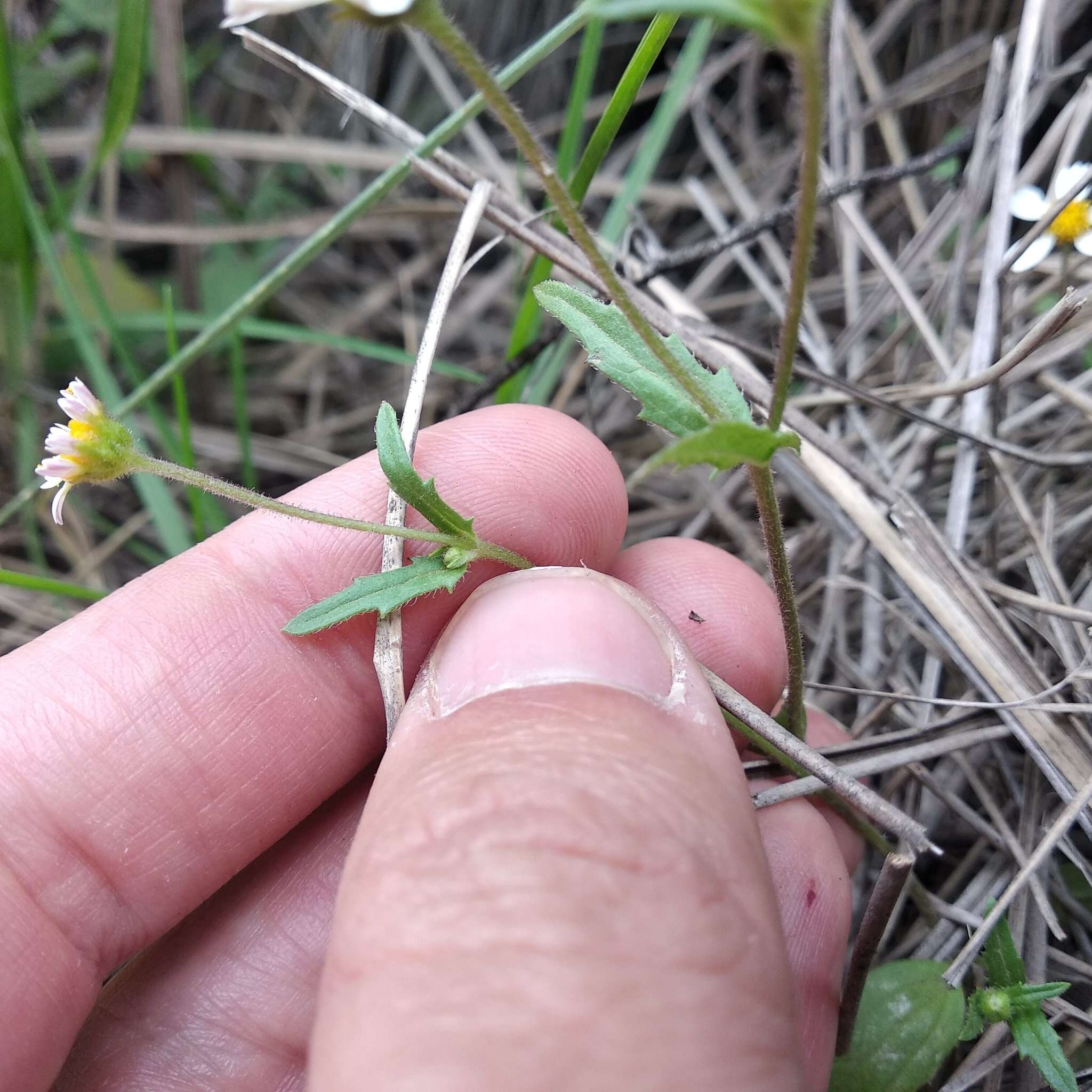 Sabazia humilis Cass. resmi