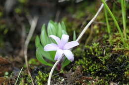 Polygonatum hookeri Baker resmi