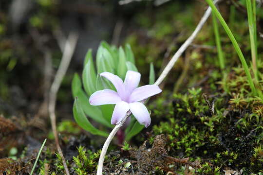 Polygonatum hookeri Baker resmi