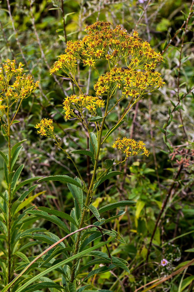 Imagem de Senecio serratuloides DC.