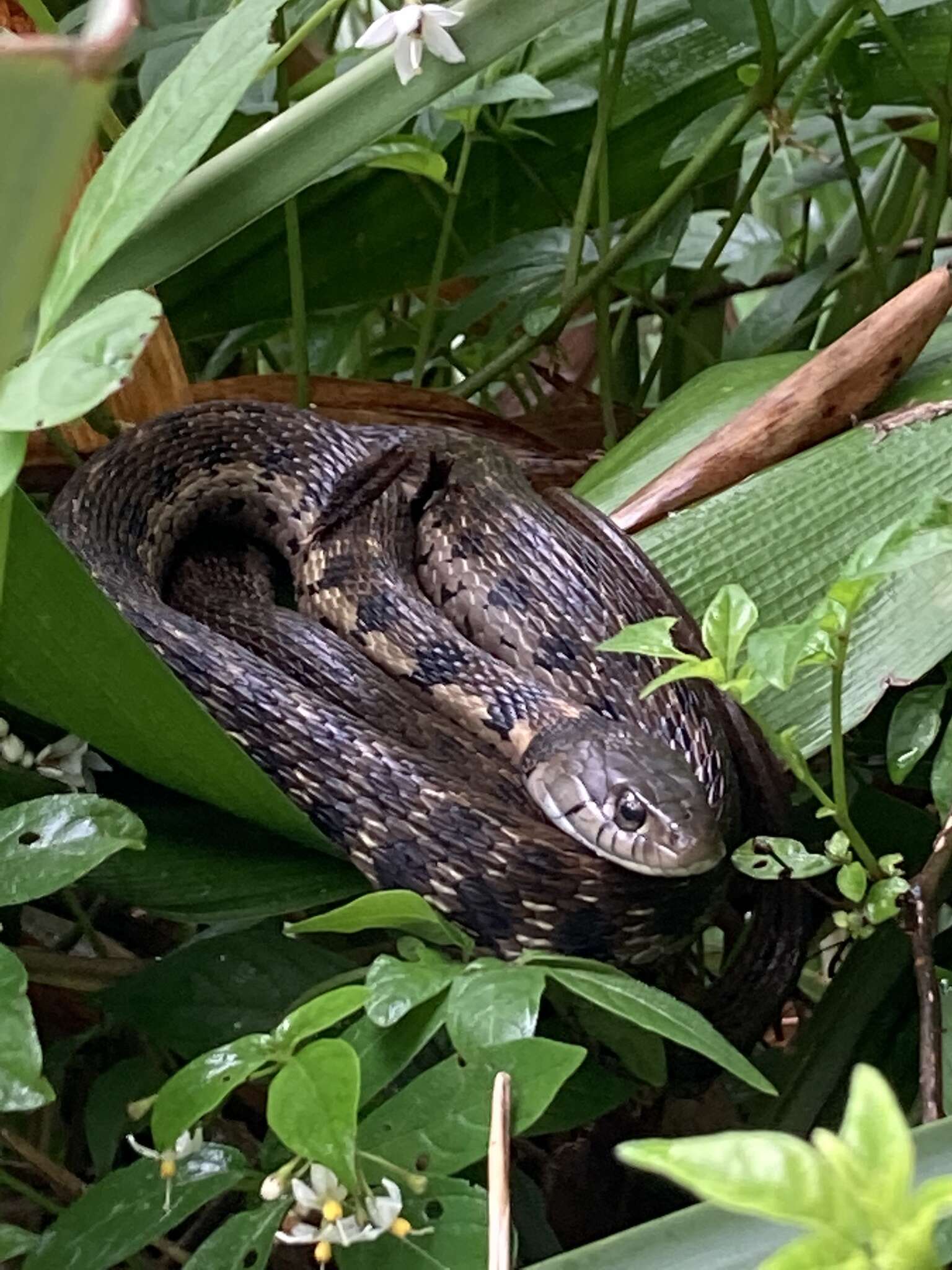 Image of Thamnophis cyrtopsis collaris (Jan 1863)