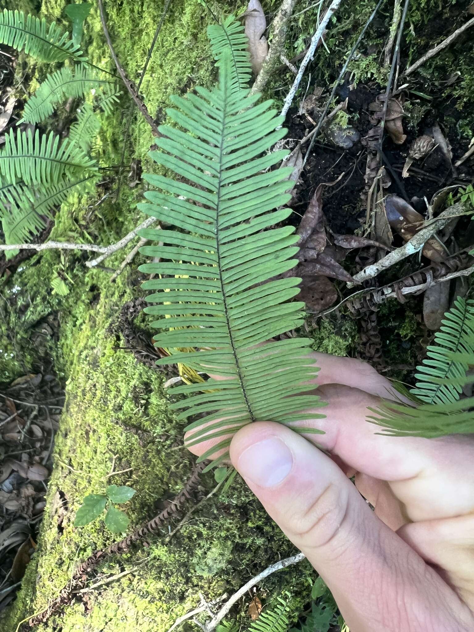 Image of plumed rockcap fern