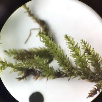 Image of New England bryhnia moss