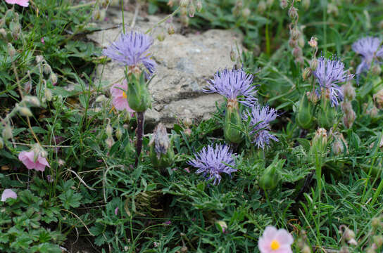 Image of Carduncellus mitissimus (L.) DC.