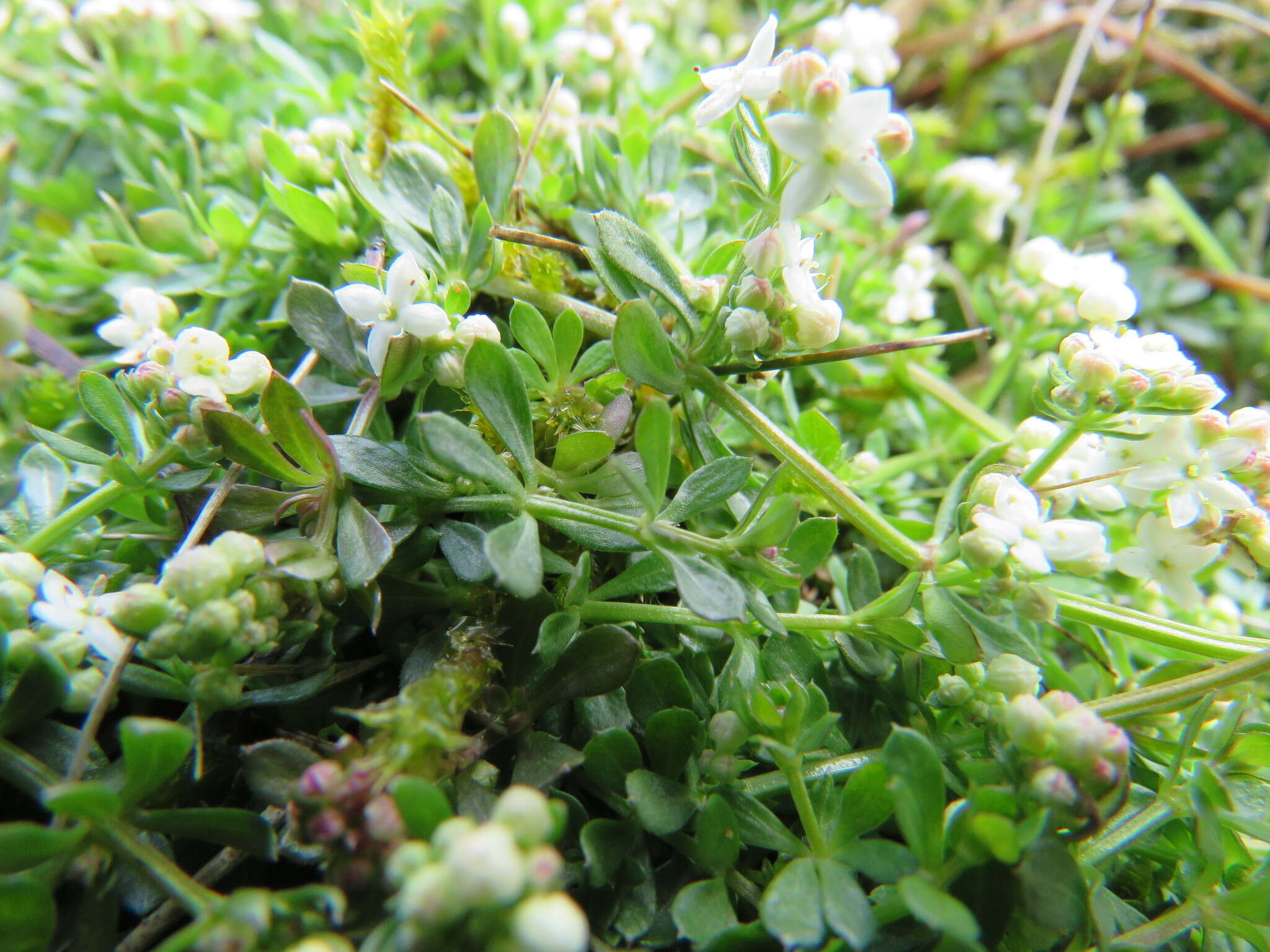 Image of heath bedstraw