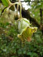 Sivun Kohleria tigridia (Ohlend.) Roalson & Boggan kuva