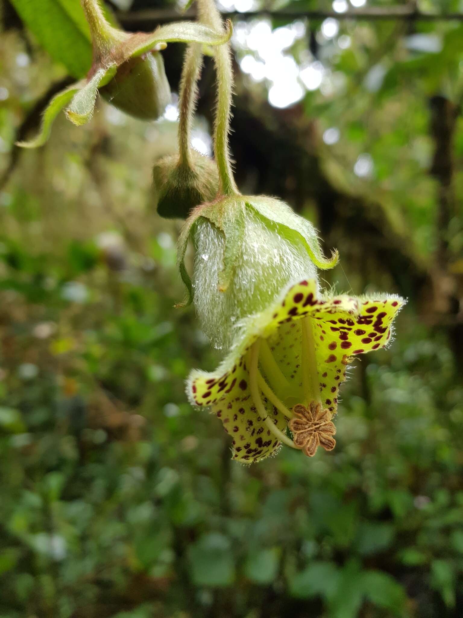 Sivun Kohleria tigridia (Ohlend.) Roalson & Boggan kuva