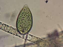 Image de Gonyostomum semen