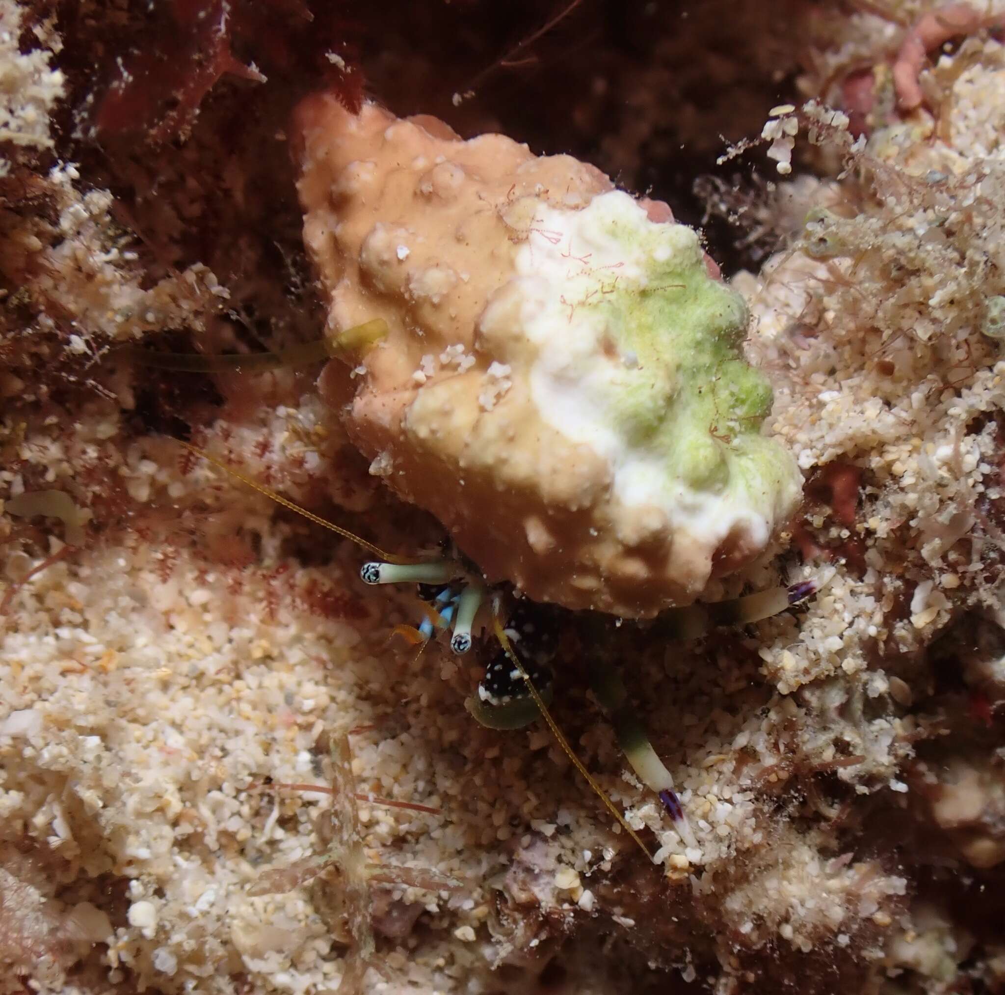 Image of green hermit crab