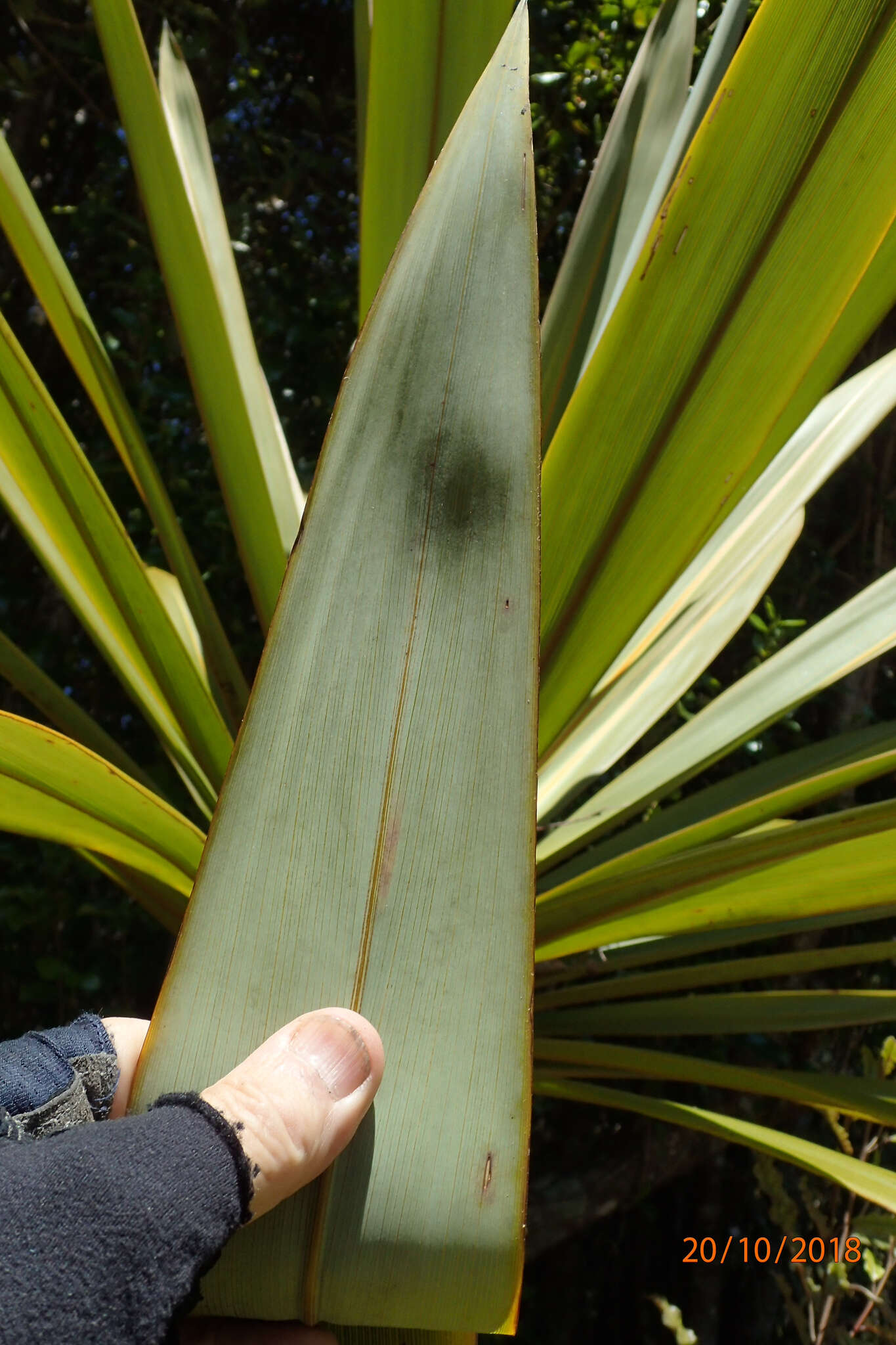 Image of Cordyline indivisa (G. Forst.) Endl.