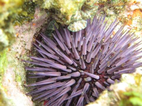 Image of Burrowing urchin