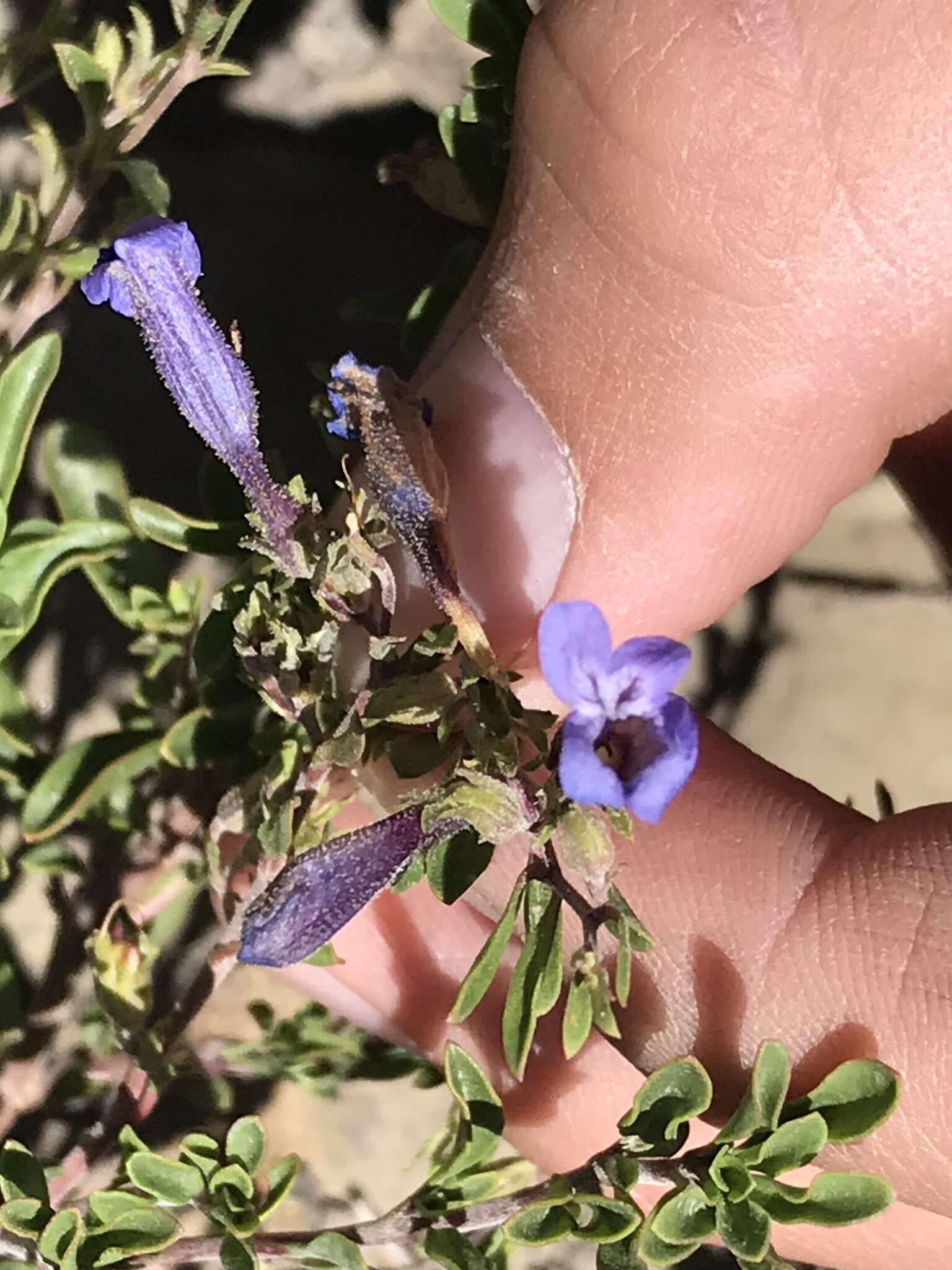 Image of mat penstemon