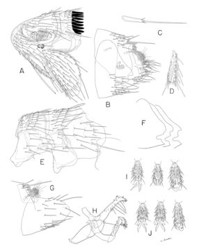 Image of <i>Stivalius aestivalis</i> Jameson & Sakaguti