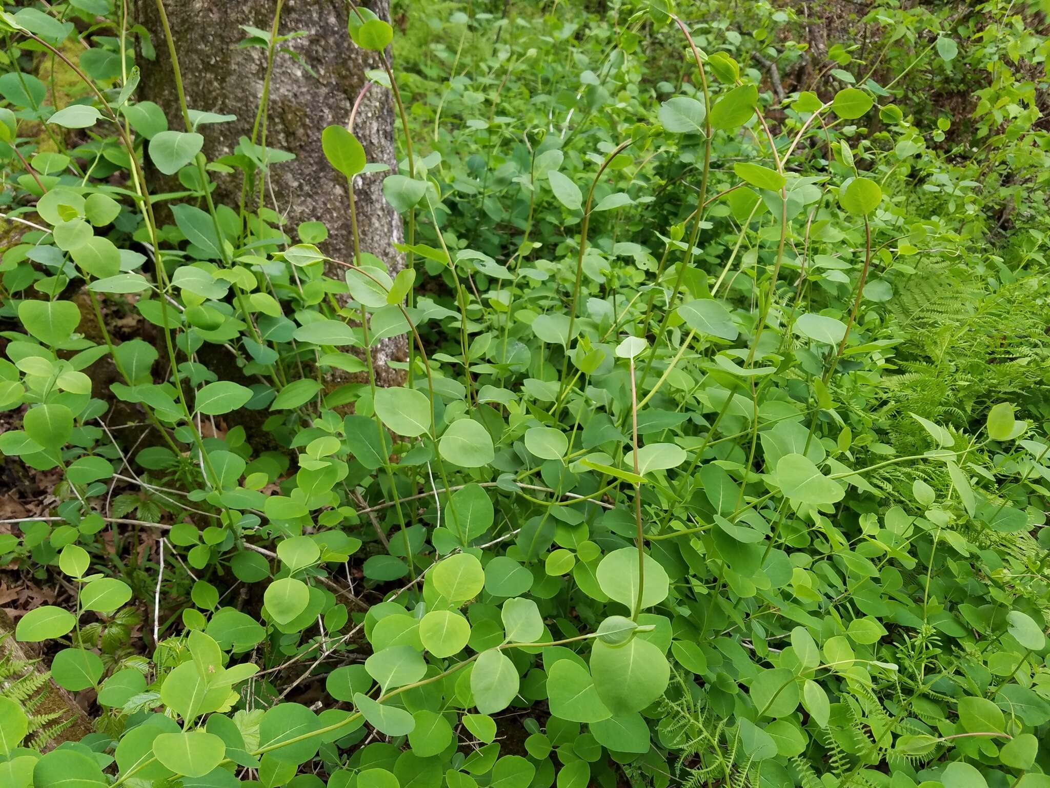 Image of grape honeysuckle