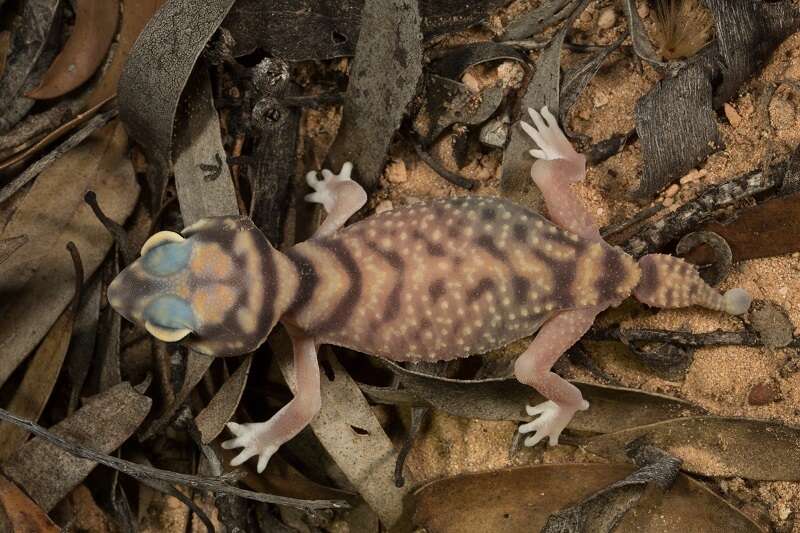 Image of Southern Knob-tailed Gecko