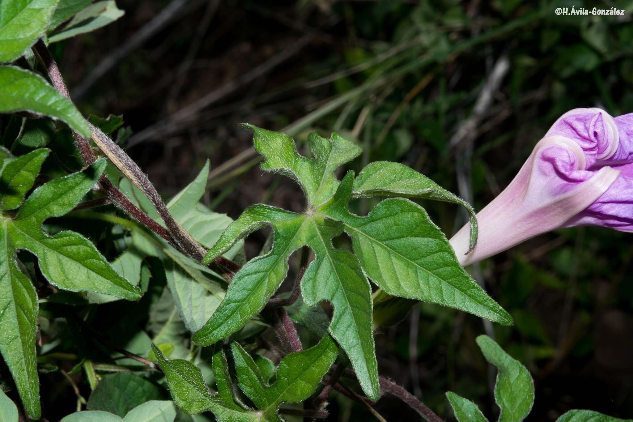 Image of silky morning-glory