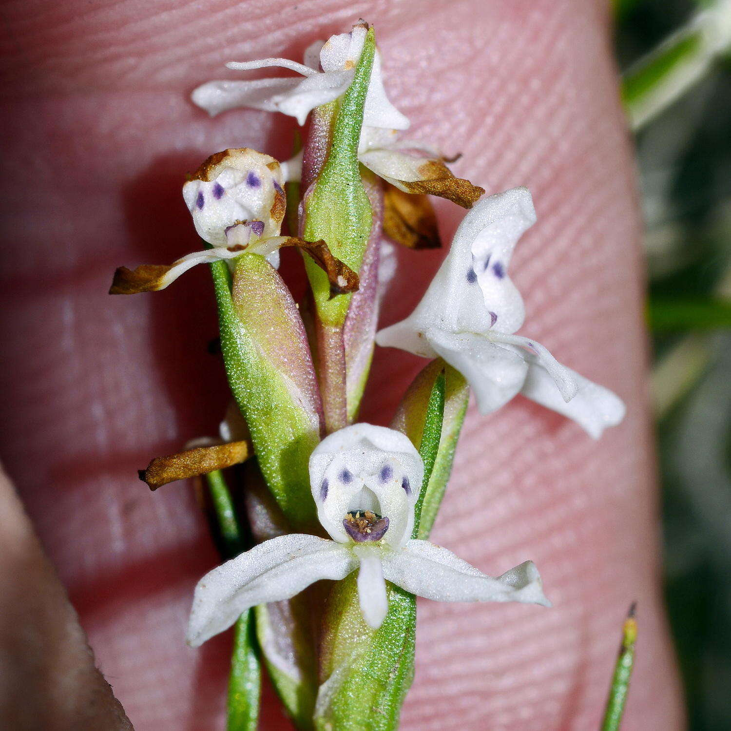 Image of Disa tenella subsp. pusilla H. P. Linder