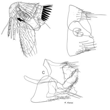 Image of <i>Neopsylla japonica</i> Kumada 1958