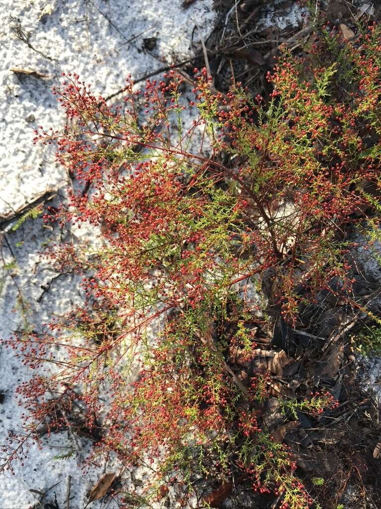 Image of Deckert's pinweed