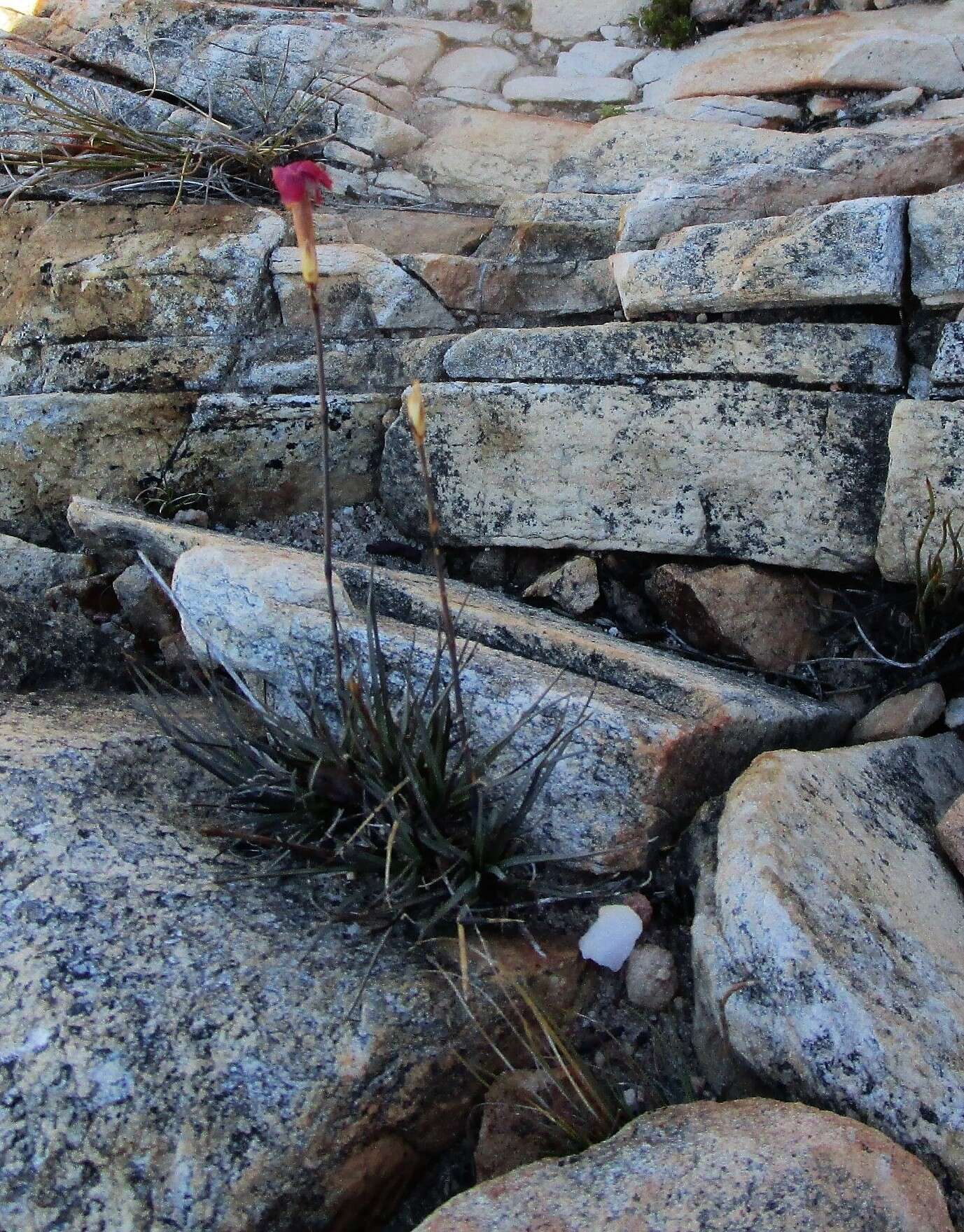 Dianthus bolusii Burtt Davy的圖片