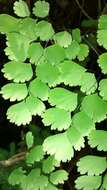 Imagem de Adiantum amplum C. Presl