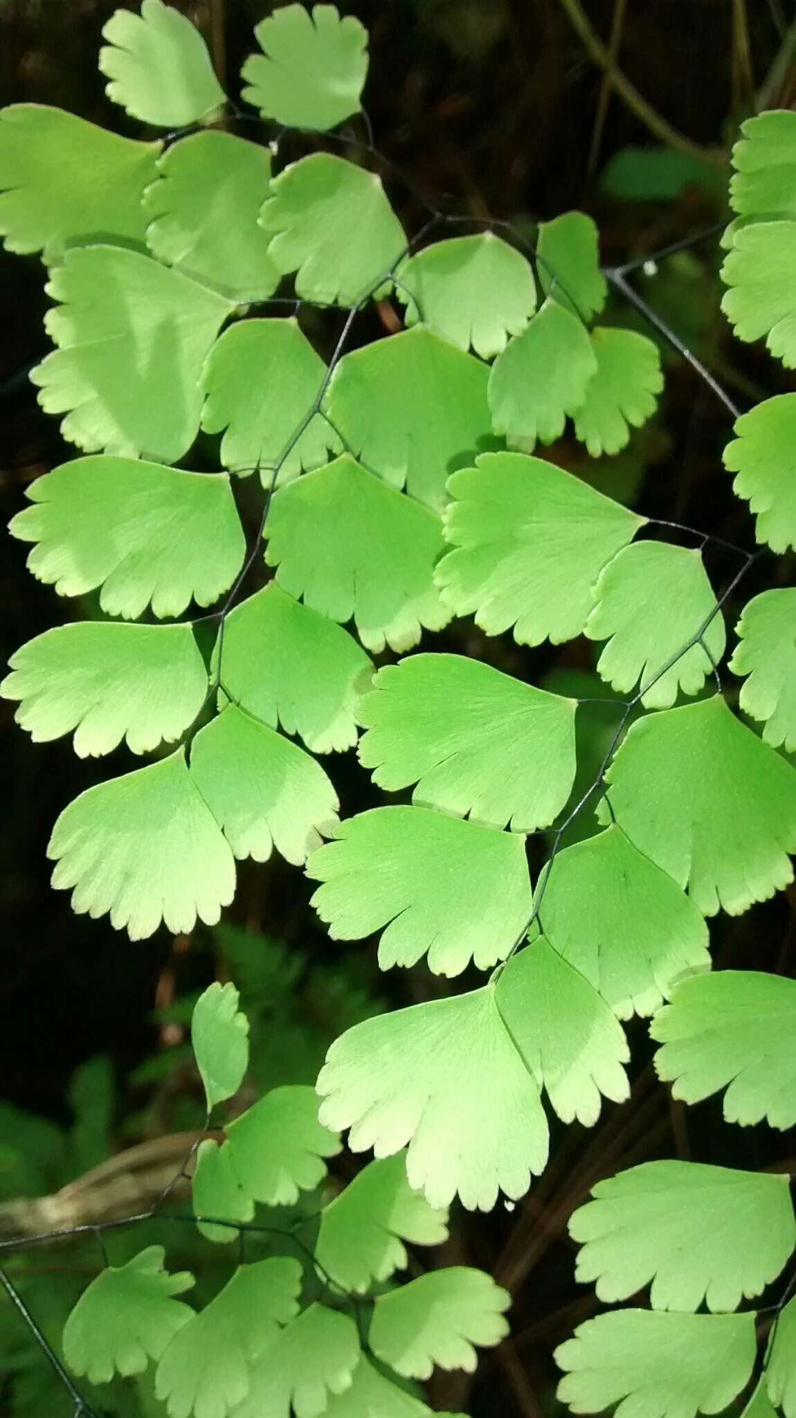 Adiantum amplum C. Presl的圖片