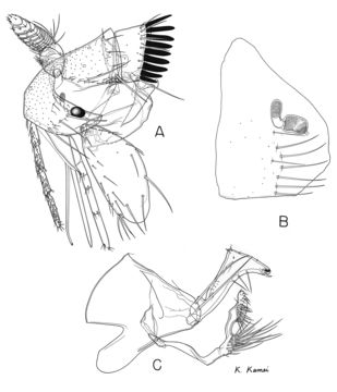 Image of <i>Aenigmopsylla grodekovi</i> Sychevsky 1950