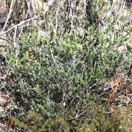 Image of Styphelia viridis Andr.