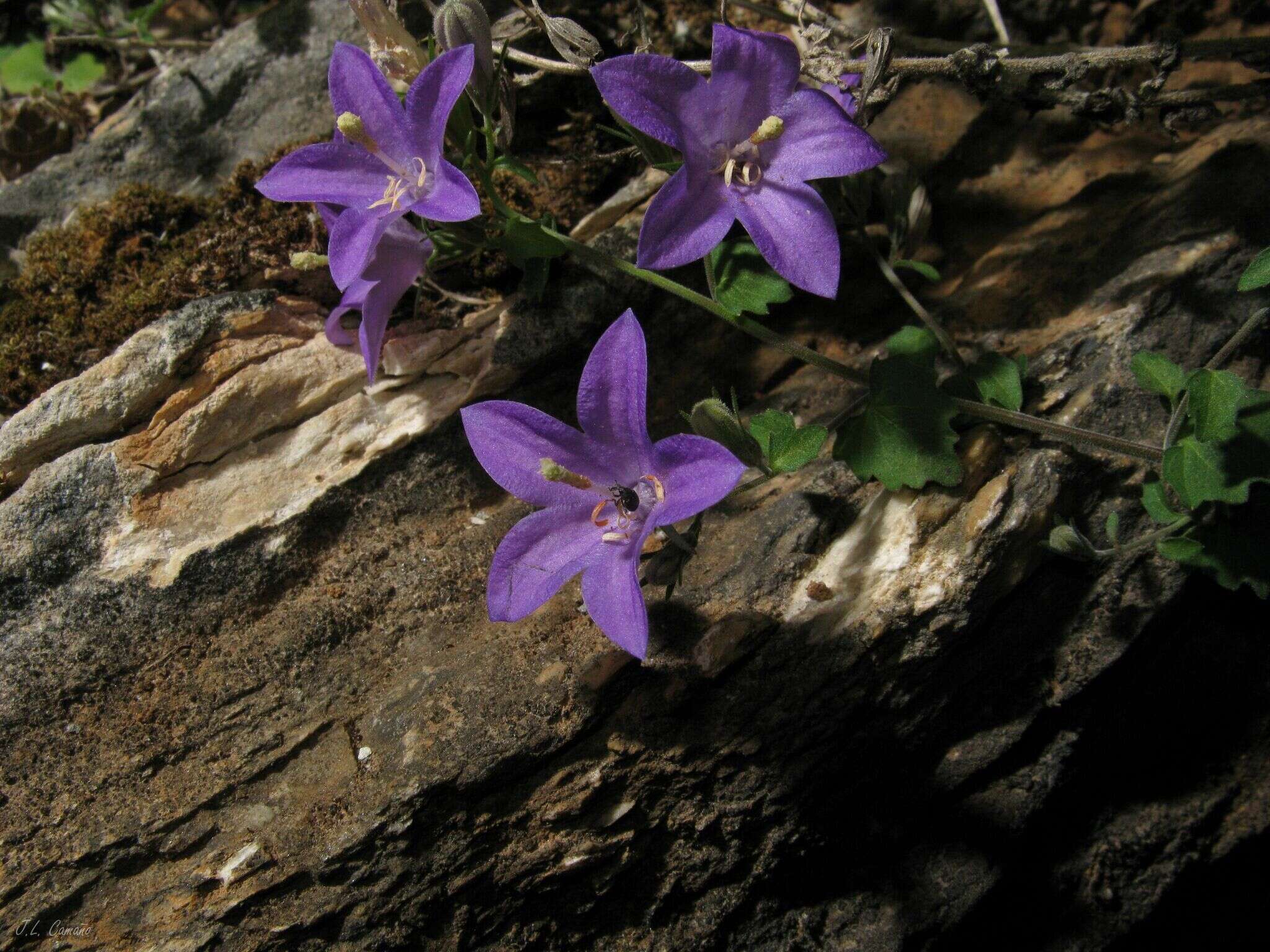 Image of Campanula arvatica subsp. adsurgens (Leresche & Levier) Damboldt