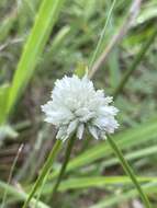 Imagem de Cyperus niveus var. leucocephalus (Kunth) Fosberg