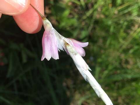 Plancia ëd Dierama pallidum Hilliard