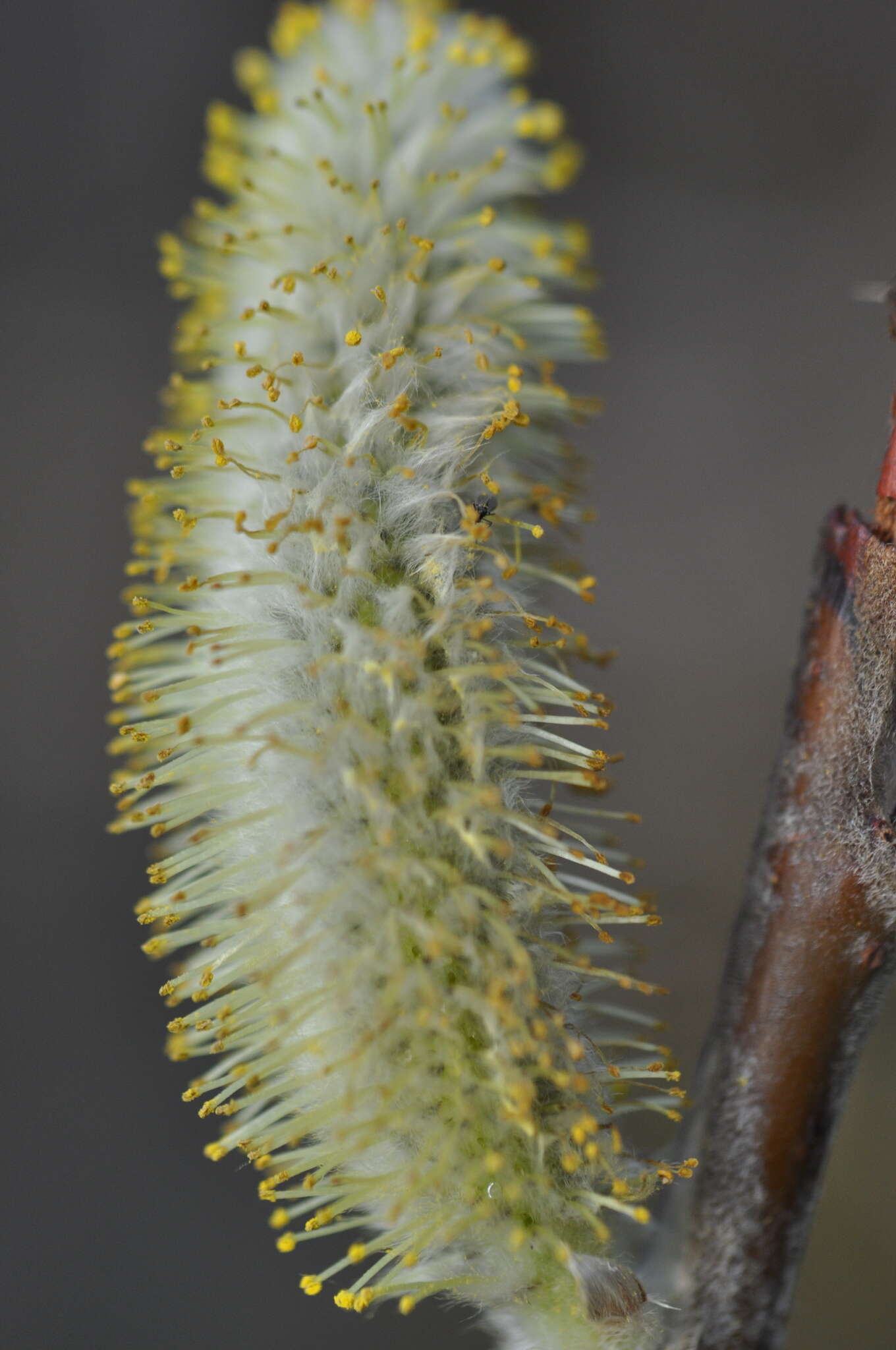 صورة Salix hookeriana Barratt