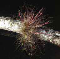 Image of Bartram's airplant