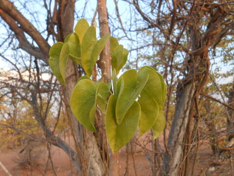 Image of Tinospora fragosa (Verdoorn) Verdoorn & Troupin