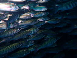 Image of Black-striped salema