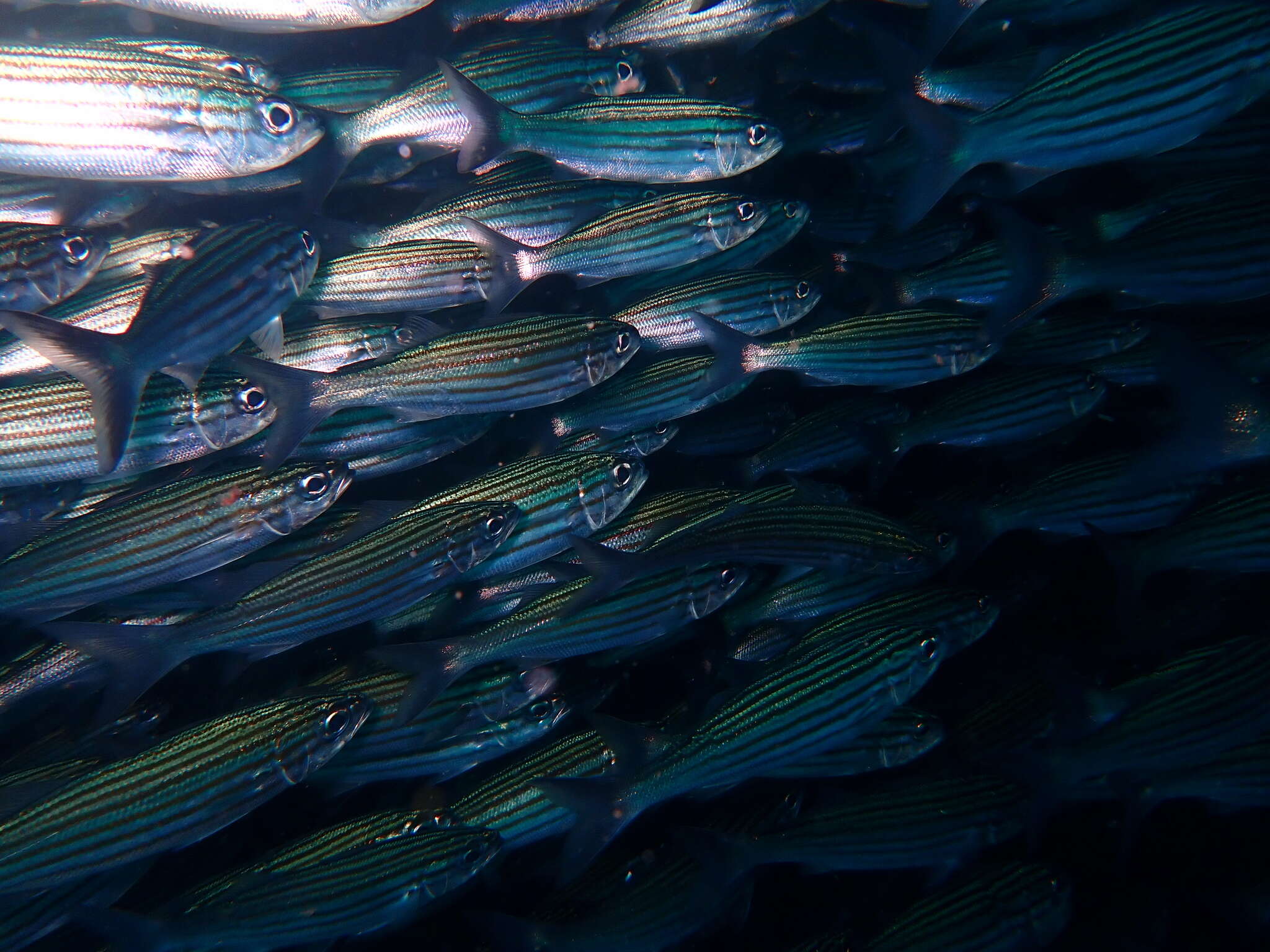 Image of Black-striped salema