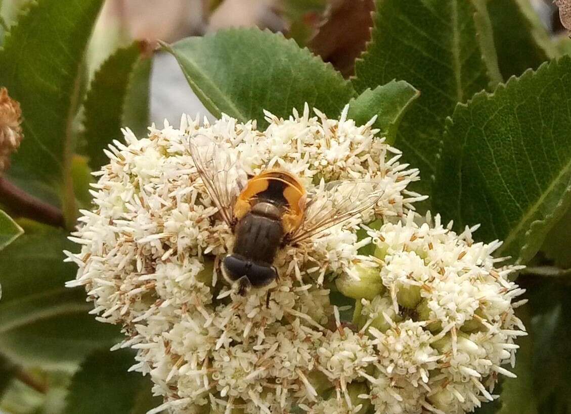 Image of Eristalis bogotensis Macquart 1842