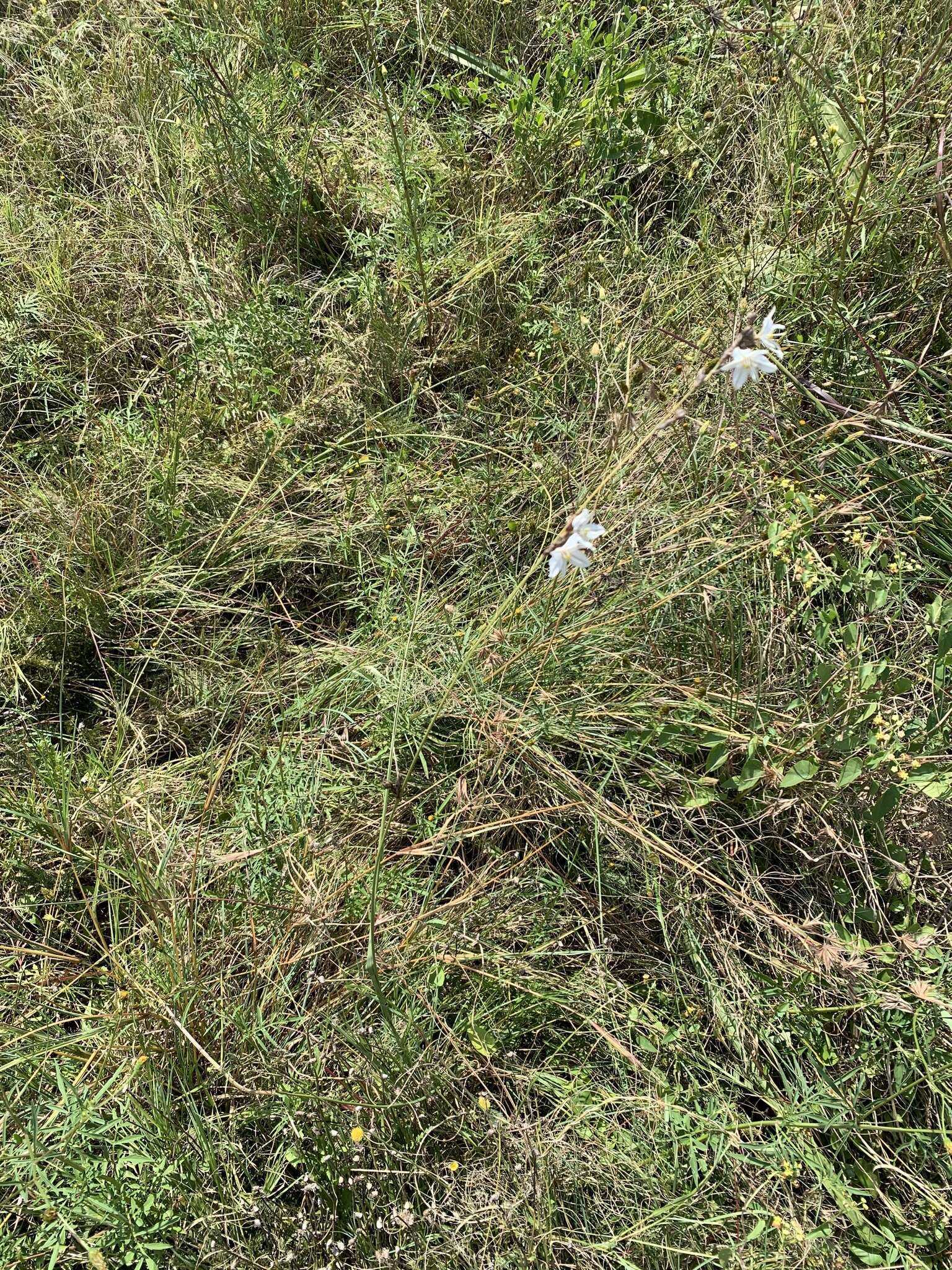 Plancia ëd Chlorophytum fasciculatum (Baker) Kativu