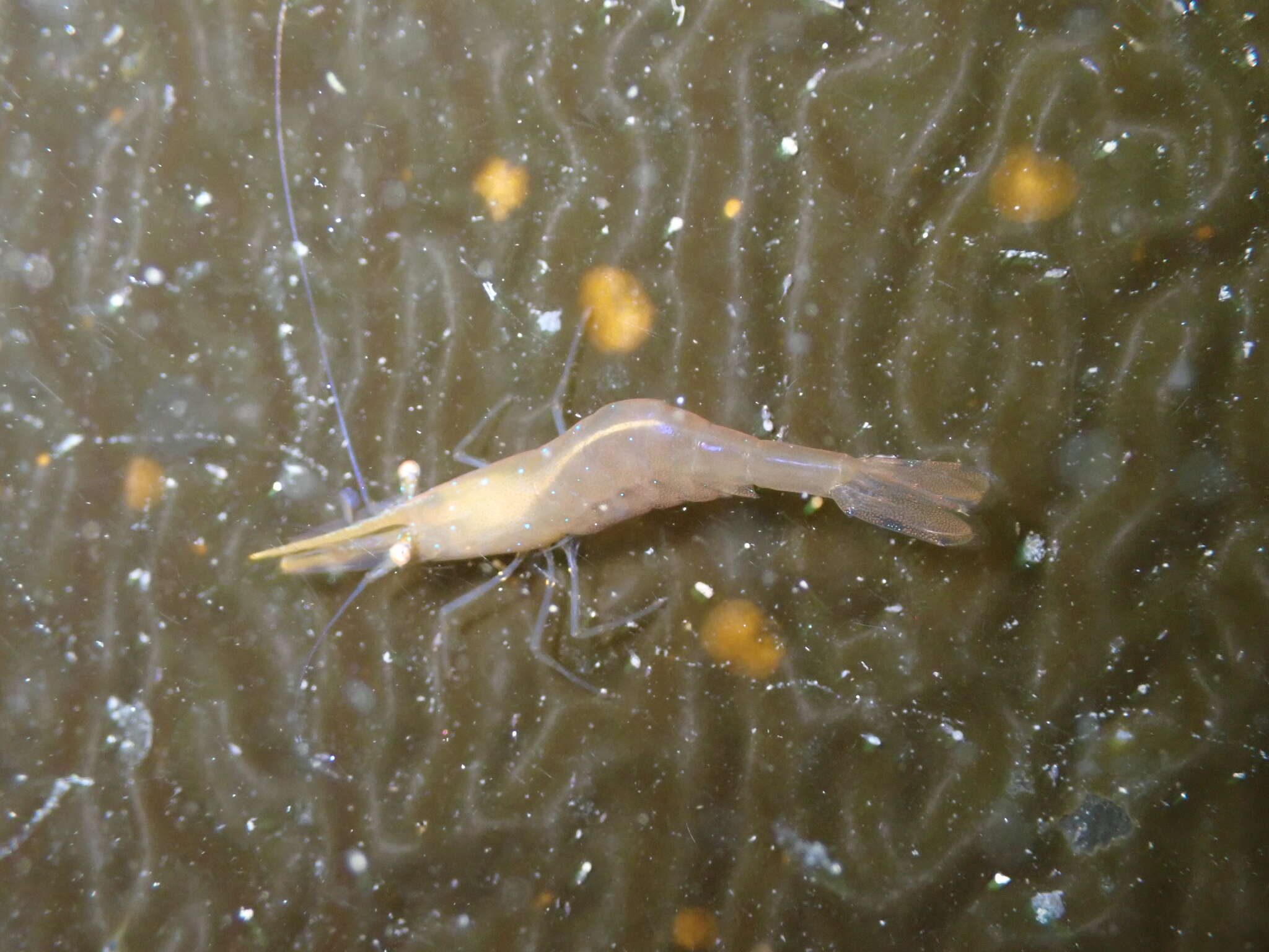 Image of stiletto coastal shrimp