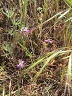 Image de Collinsia bartsiifolia Benth.