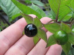 Image of Belladonna