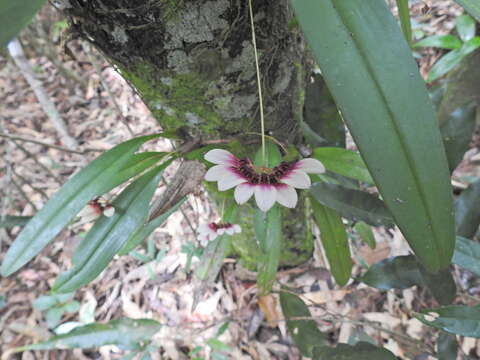 Image of Bulbophyllum lepidum (Blume) J. J. Sm.