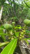 صورة Droceloncia rigidifolia (Baill.) J. Léonard