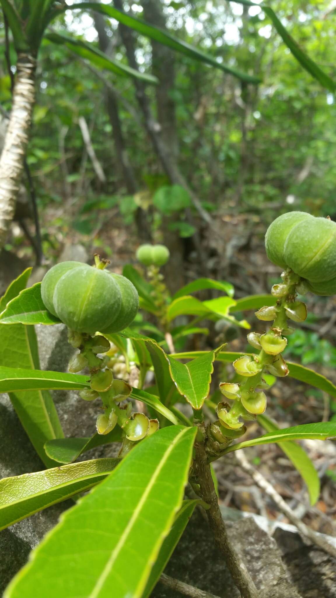 Image of Droceloncia rigidifolia (Baill.) J. Léonard