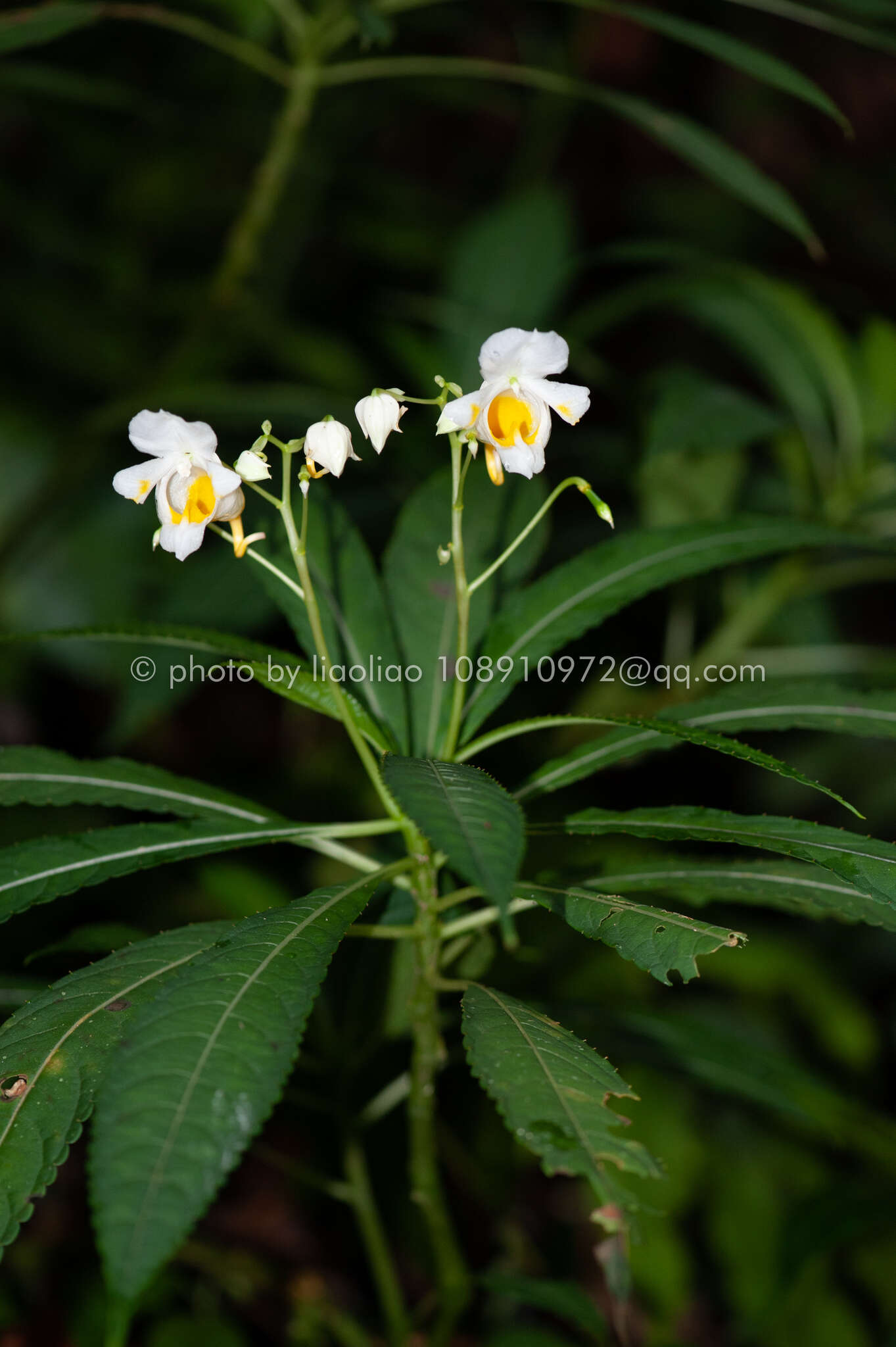 Image of Impatiens tubulosa Hemsl. ex Forb. & Hemsl.