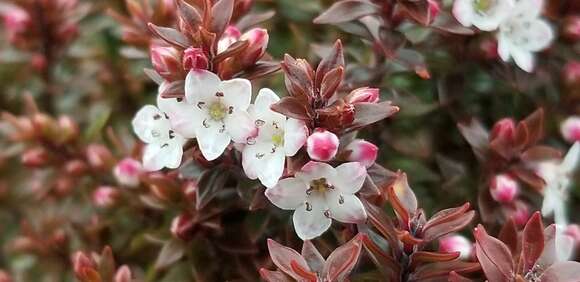 Imagem de Epacris alpina Hook. fil.