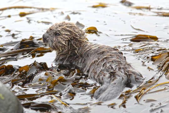 Image of western sea otter