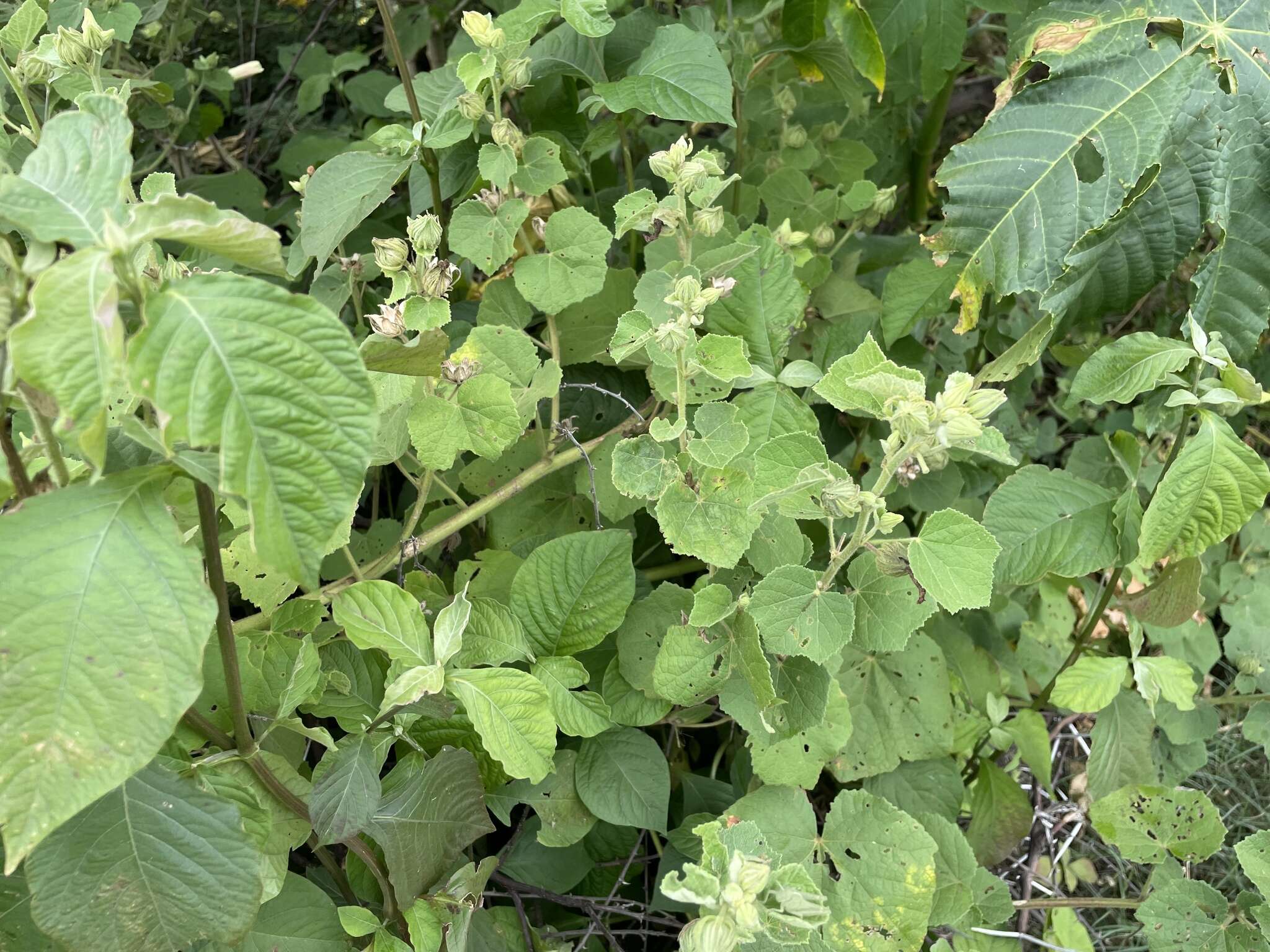 Image de Pavonia senegalensis (Cav.) Leistn.